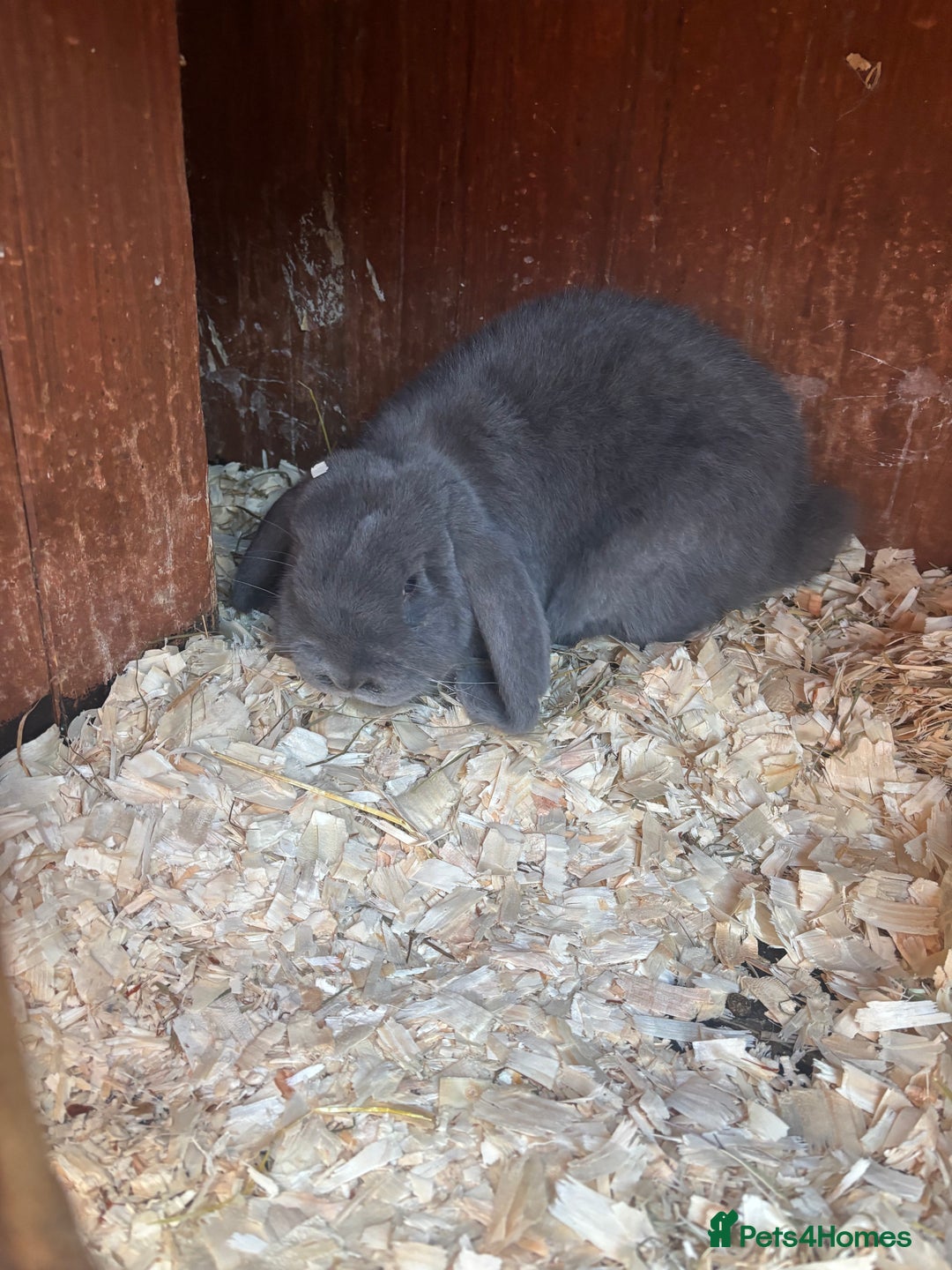 French Lop rabbits for sale: French lops - Advert 5