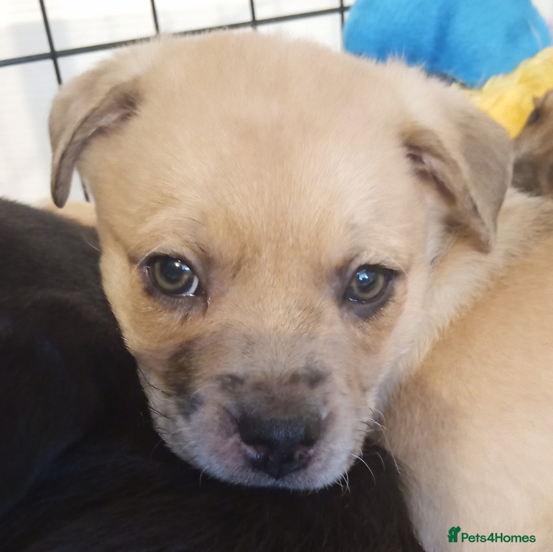 Mixed Breed dogs for sale: Pug X Collie pups (Pugollies) 3 Boys 2 Girls - Advert 8