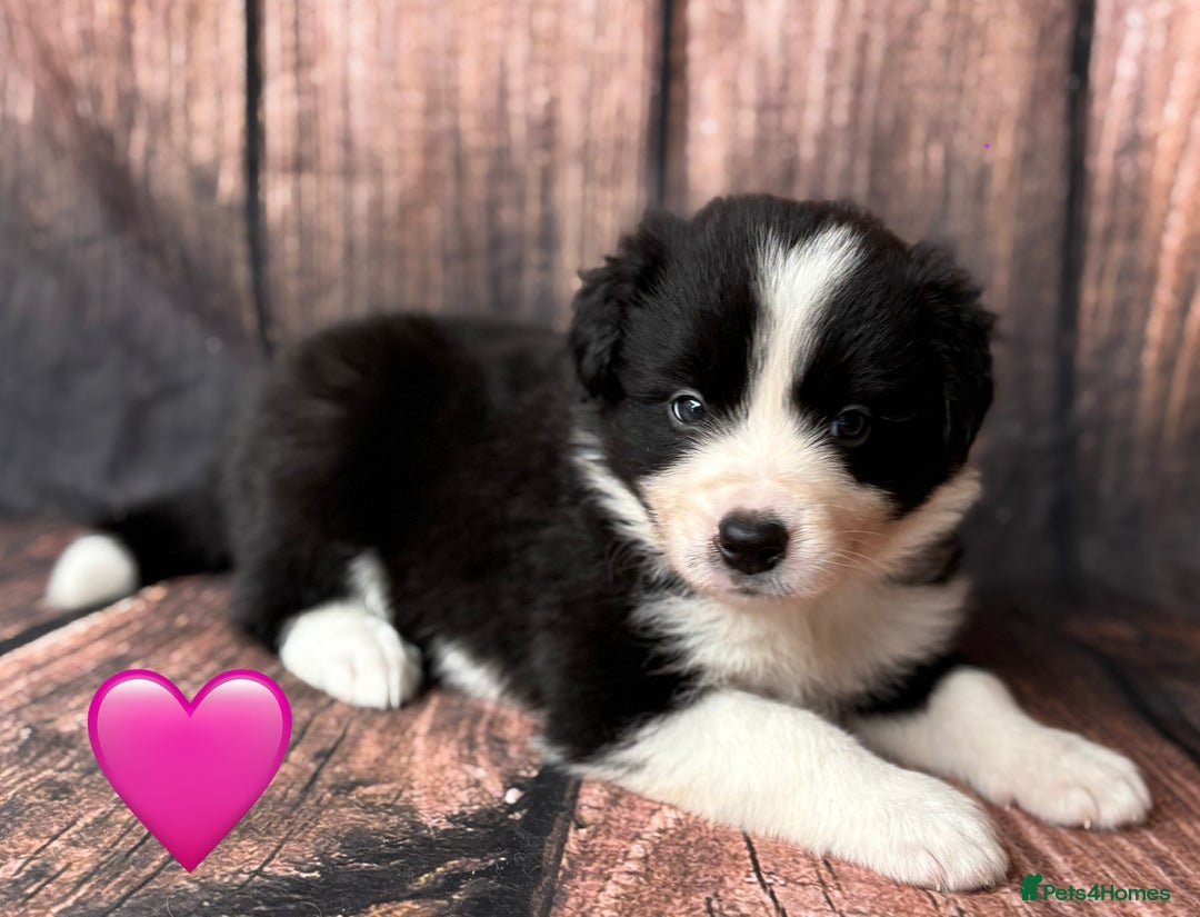 Border Collie dogs for sale: 7 Beautiful Border Collie Puppies  - Image 7