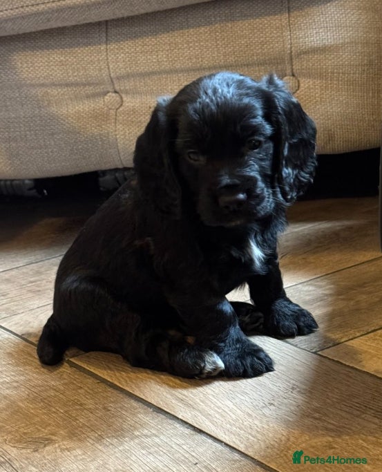 Cocker Spaniel dogs KC REG WORKING COCKER SPANIEL PUPPIES - Advert 15