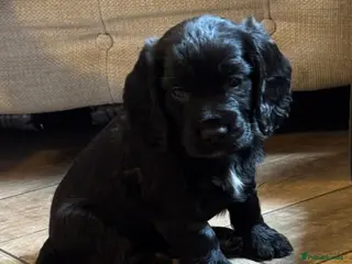 Cocker Spaniel dogs KC REG WORKING COCKER SPANIEL PUPPIES - Advert 18