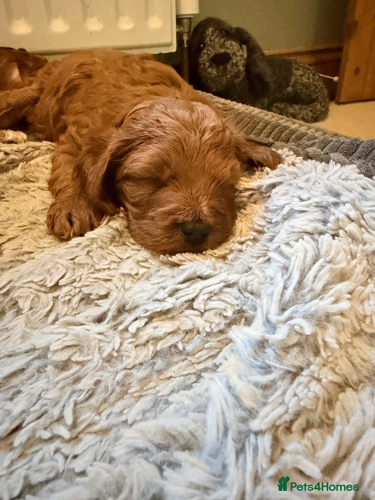 Cockapoo dogs for sale: F3 cockerpoos - Advert 2