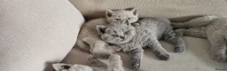 British Shorthair cats for sale: GCCF BSH Lovely Kittens - Advert 20