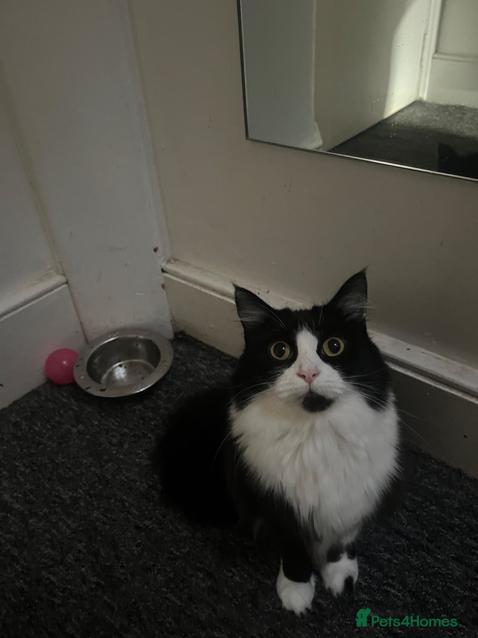 Mixed Breed cats Sylvie - Advert 10