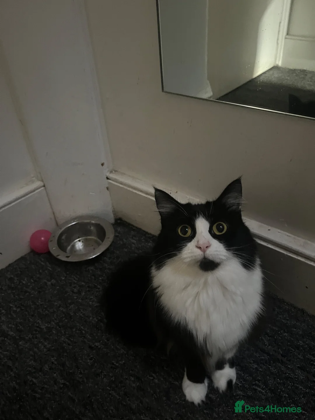 Mixed Breed cats for sale: Sylvie in Littlehampton - Advert 1