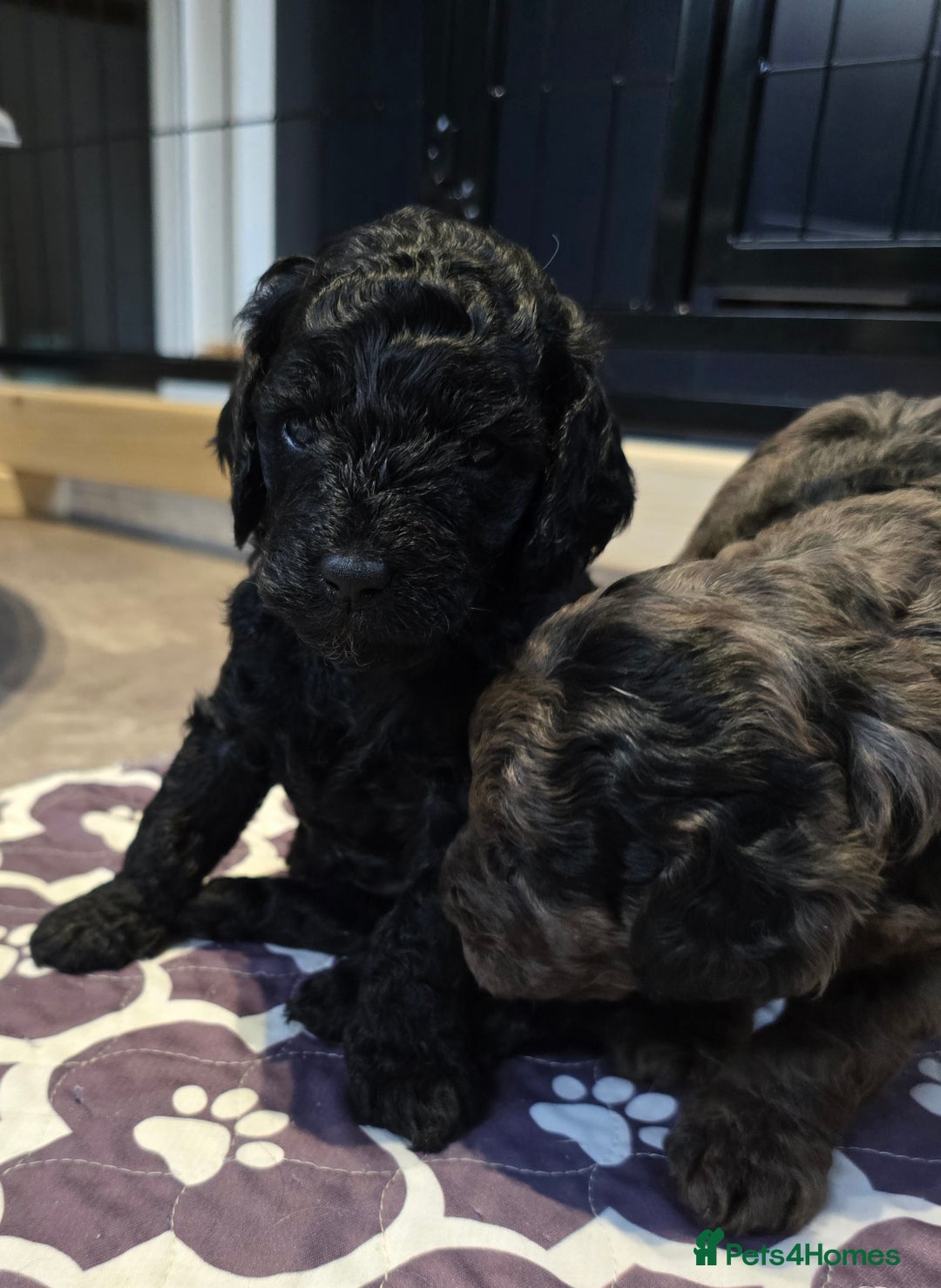 Cavapoo dogs for sale: Cavapoo puppies extensive health tested - Advert 12