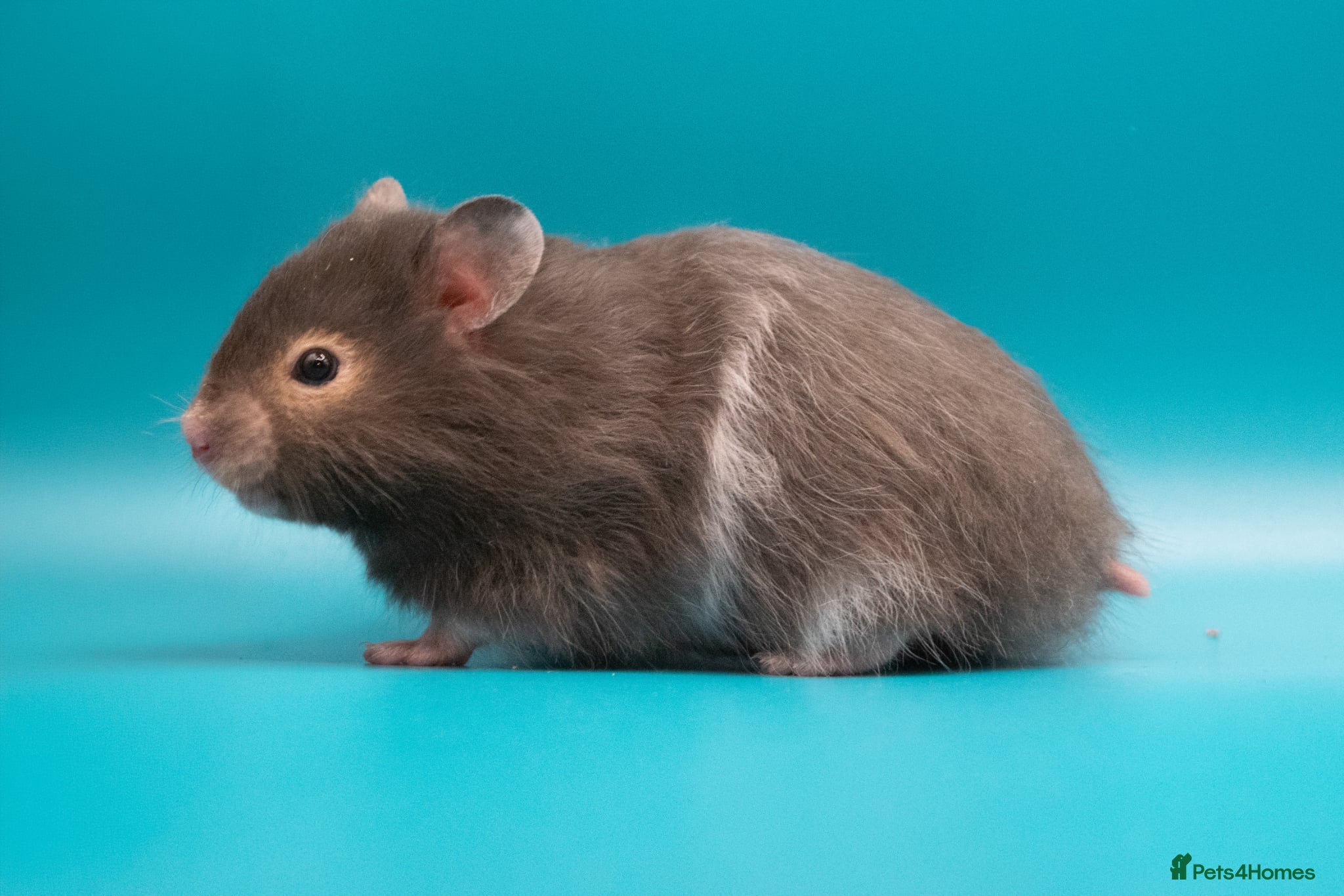 Hamster rodents for sale: Male Long Haired Pedigree Syrian Hamster Pups  - Advert 1