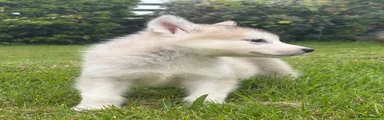 Alaskan Malamute Puppy 3