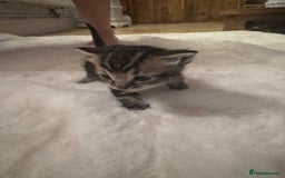 Ragdoll cats for sale: Half ragdoll stunningly marked kittens  - Image 32