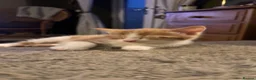 Mixed Breed cats for sale: Two ginger and white kittens  in Horsham - Advert 6