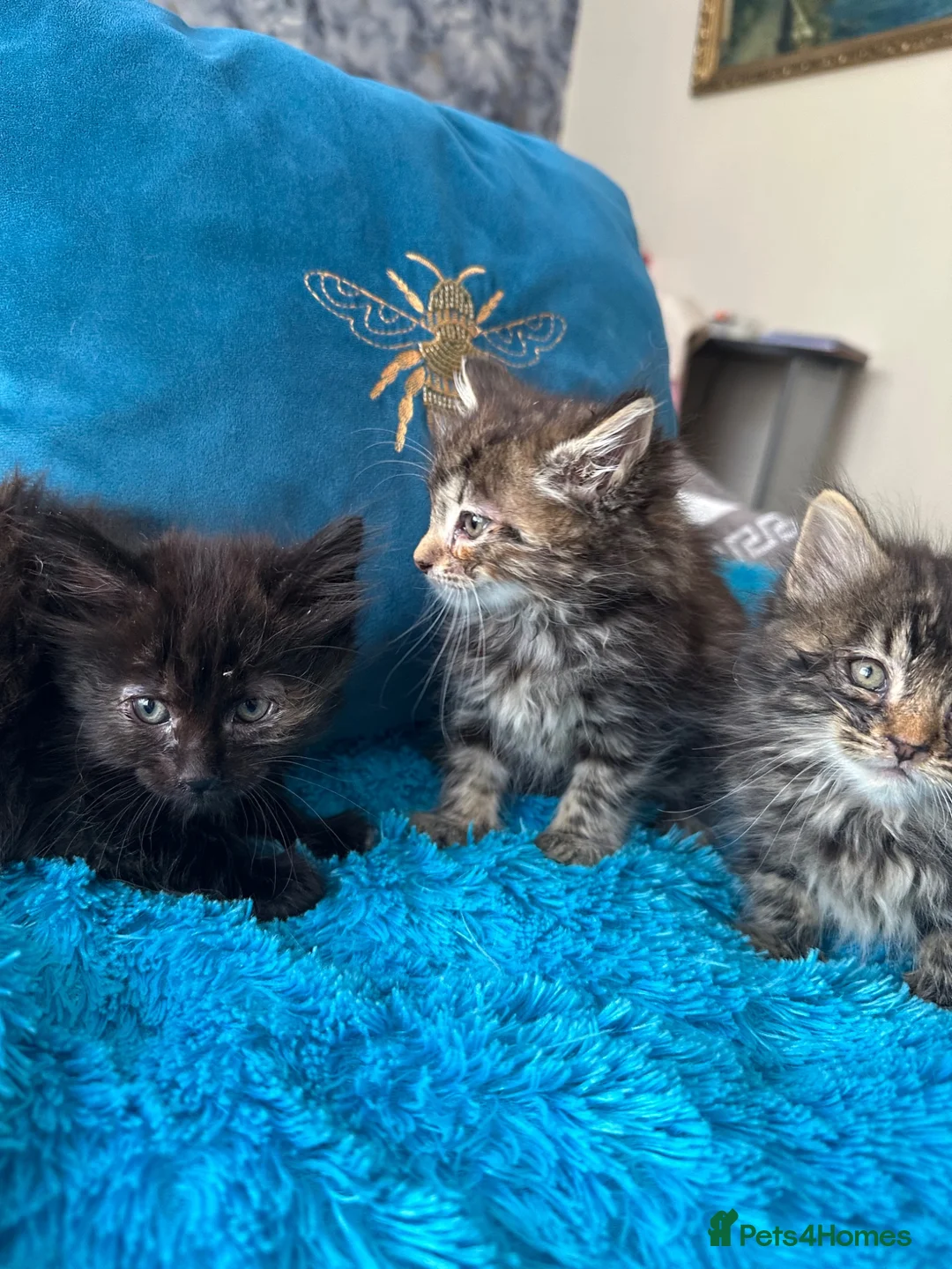 Mixed Breed cats for sale: 🐾 3 beautiful fluffy girls looking for new home . - Advert 2