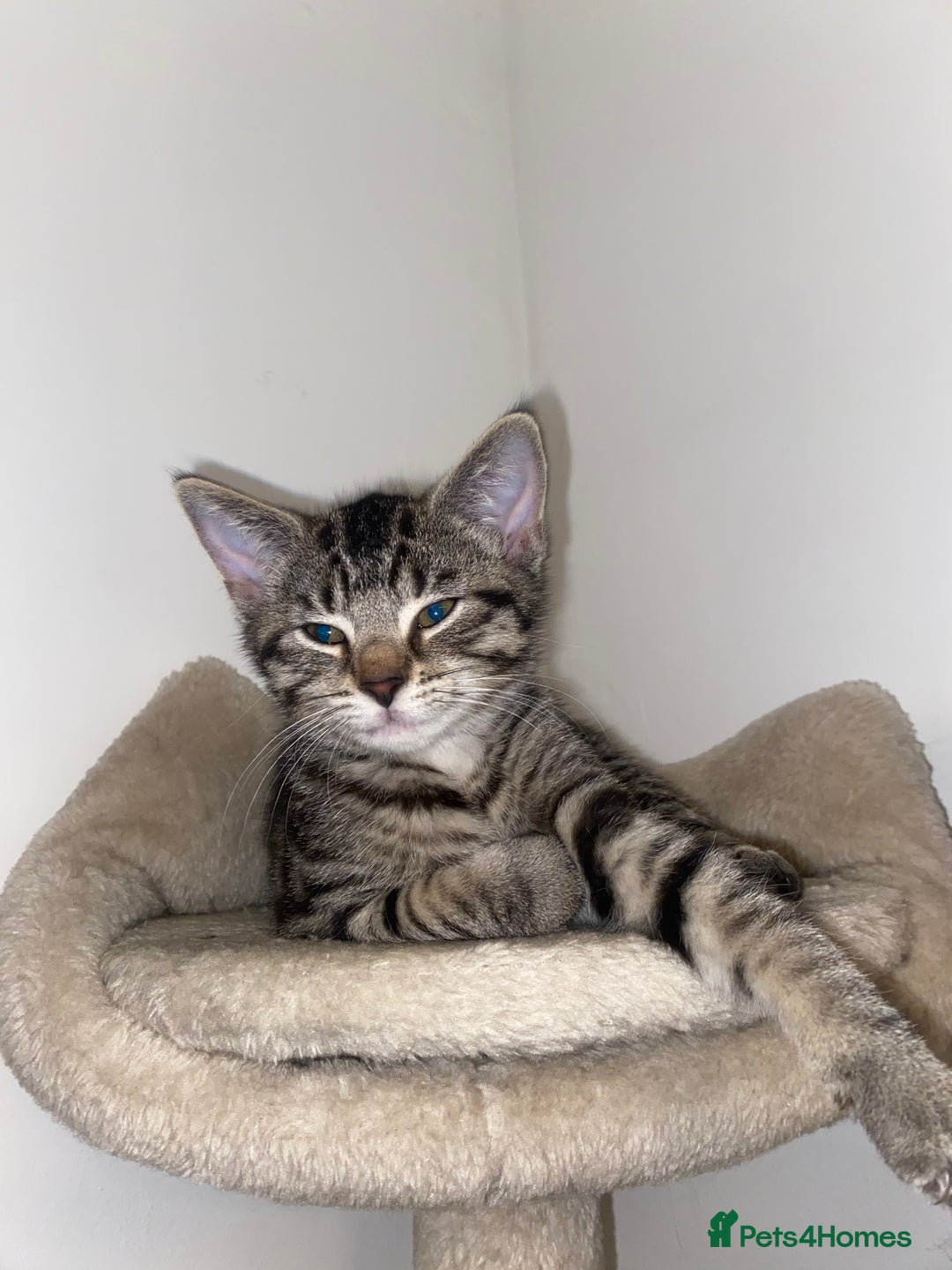 Mixed Breed cats for sale: 2 tabby kittens left ‼️ - Image 16