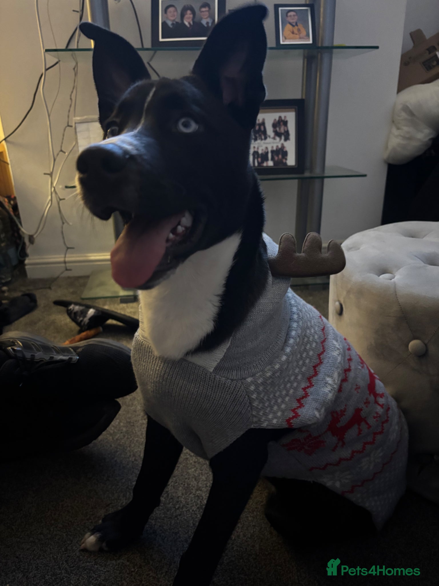 Mixed Breed dogs Husky mix Female 9 Month old puppy  - Advert 2