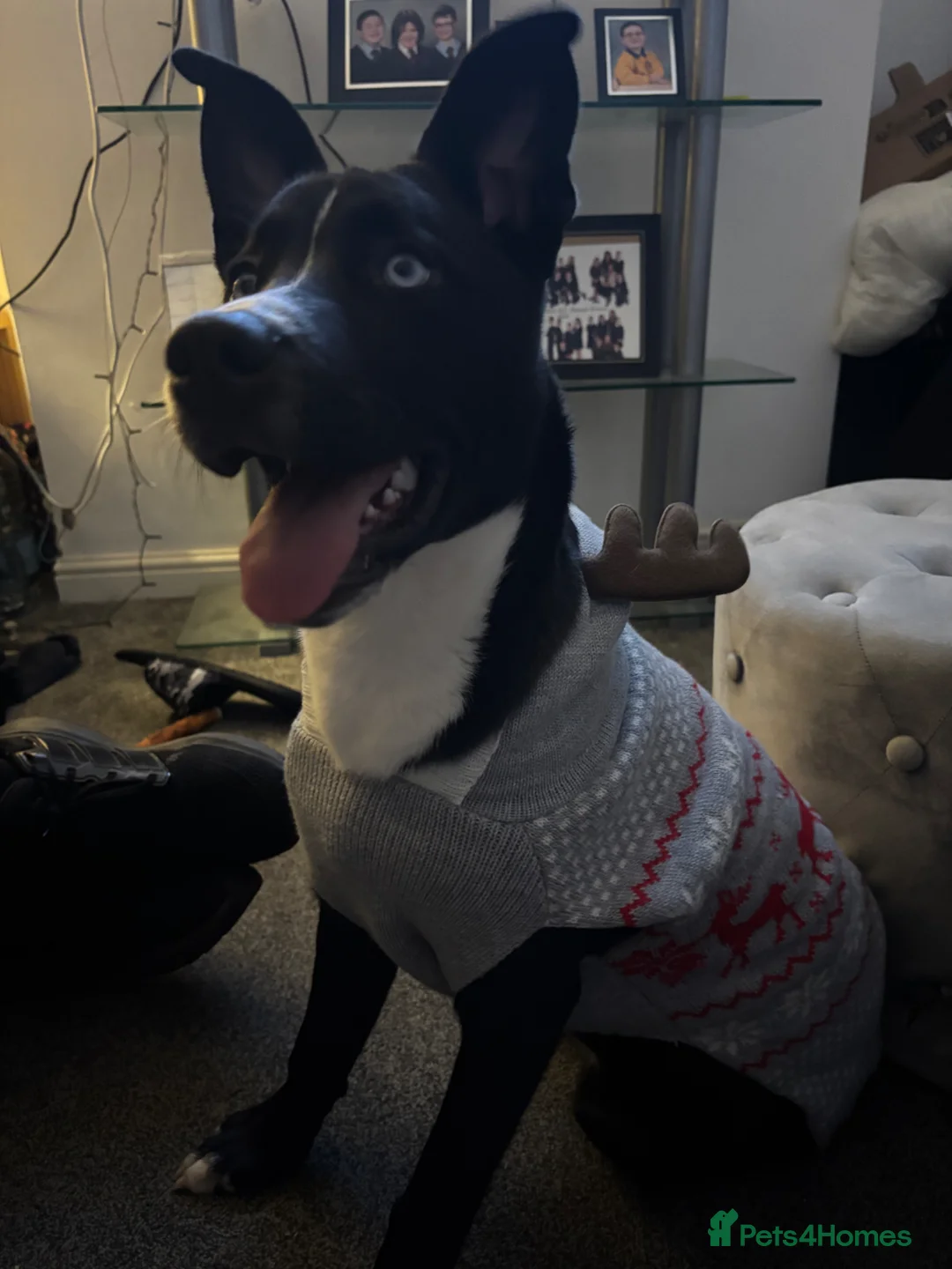 Mixed Breed dogs for sale: Husky mix Female 9 Month old puppy  in Manchester - Advert 1