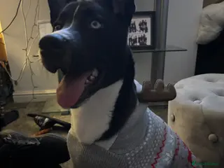 Mixed Breed dogs Husky mix Female 9 Month old puppy - Advert 11