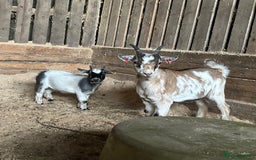 Goats livestock for sale: Pygmy goats wethers  - Advert 3