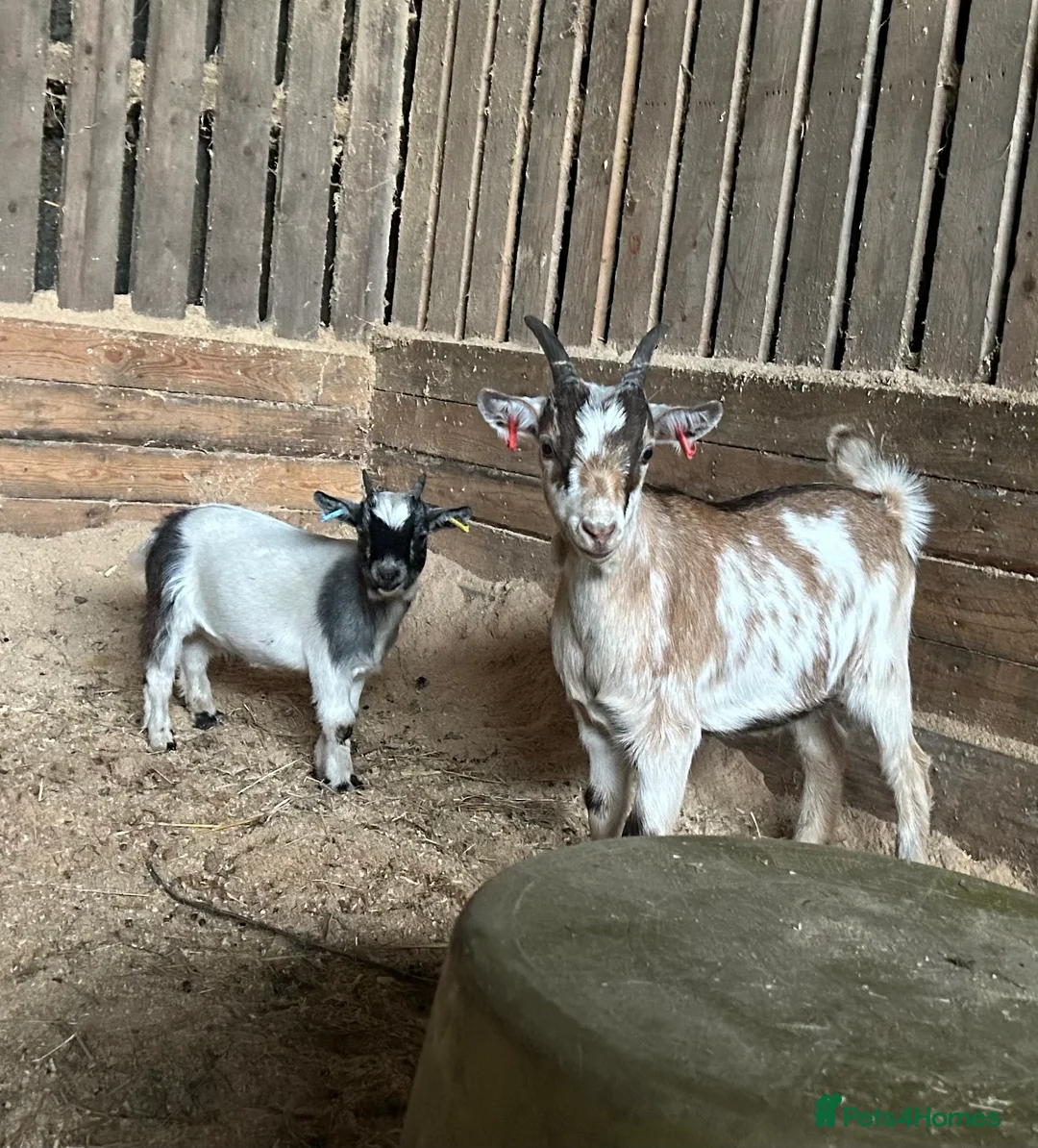Goats livestock for sale: Pygmy goats wethers  - Advert 3