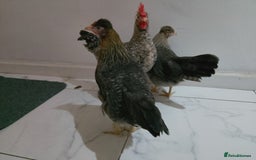Hens poultry for sale: 2 hens and one Rooster - Image 9