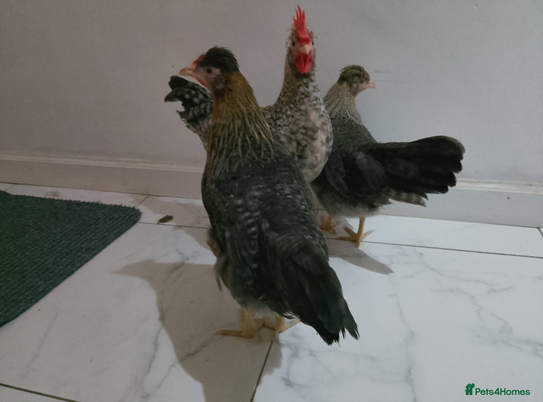 Hens poultry for sale: 2 hens and one Rooster - Image 9