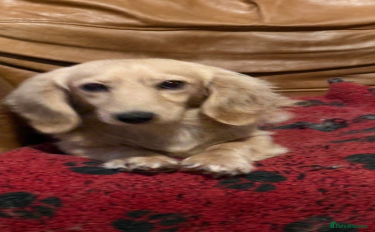 Miniature Dachshund dogs - Advert 11