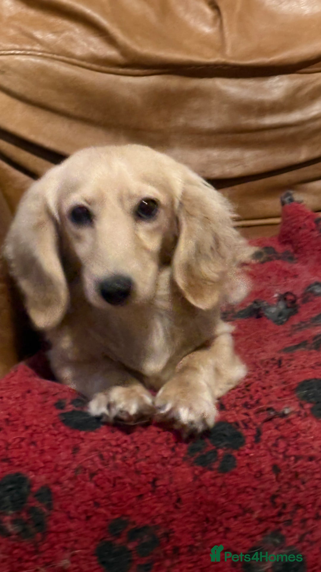 Miniature Dachshund dogs for stud: Long coat cream stud - Image 1