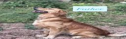 Golden Retriever dogs for sale: 🩷READY NOW  Only one girls left 🩷 - Advert 17