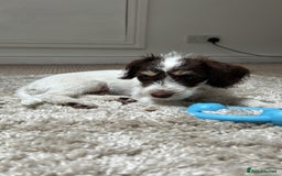 Doxiepoo dogs for sale: Dachshund x Poodle Puppy - Image 1