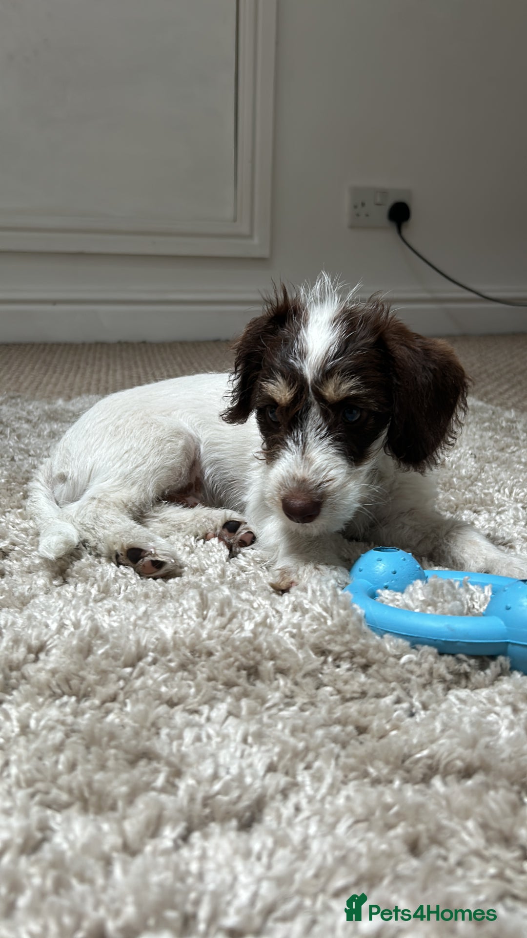 Doxiepoo dogs for sale: Dachshund x Poodle Puppy - Image 1