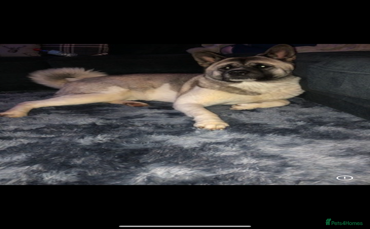 Akita dogs - Advert 1