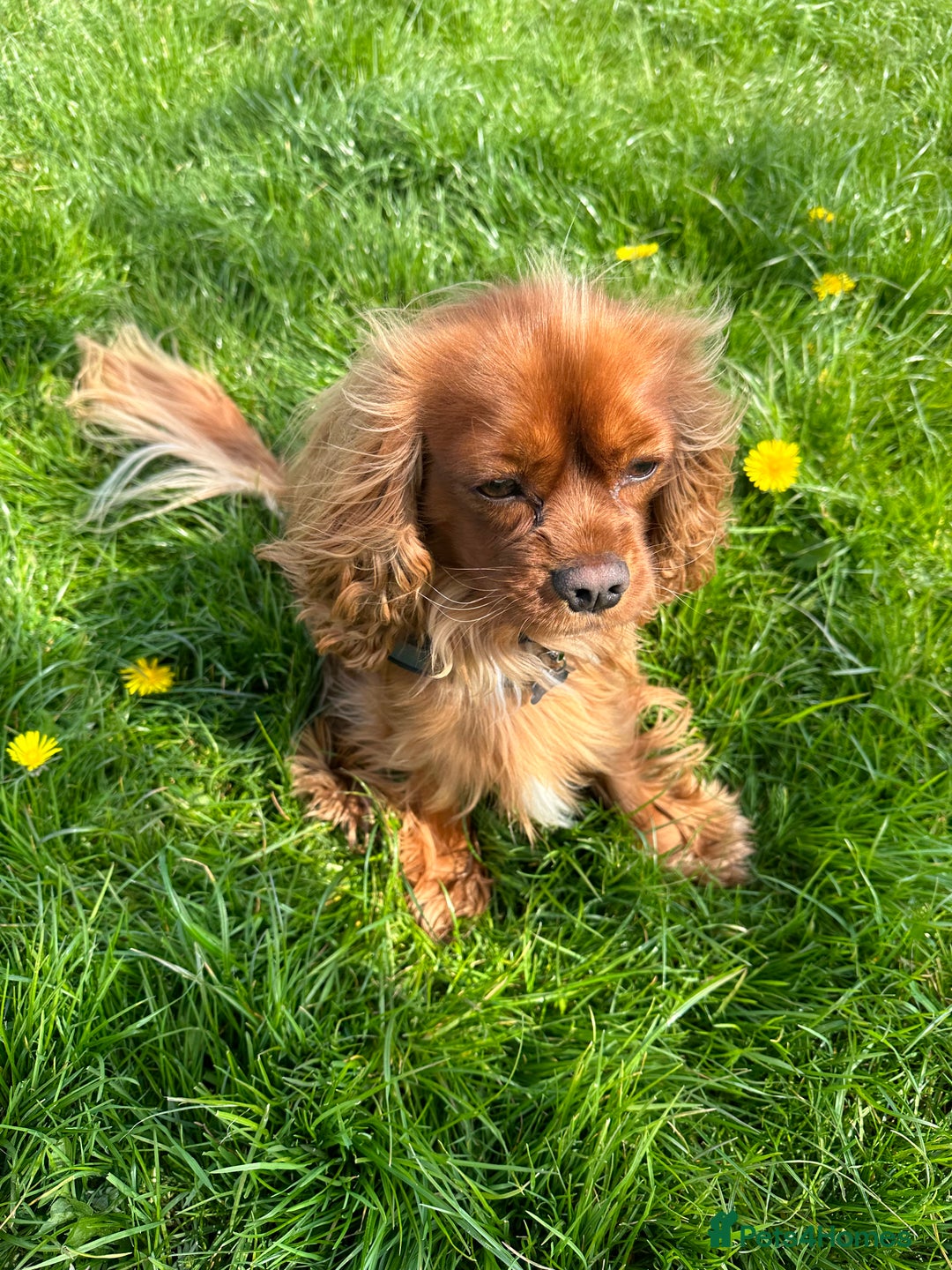 Cavalier King Charles Spaniel dogs for stud: Ruby Cavalier King Charles Spaniel for Stud duties - Image 11