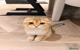 Scottish Fold cats for sale: Scottish fold - Image 1