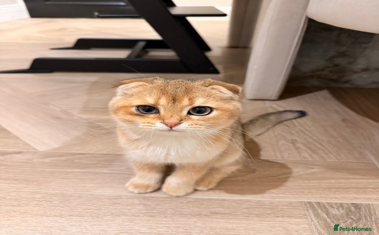 Scottish Fold cats - Advert 1