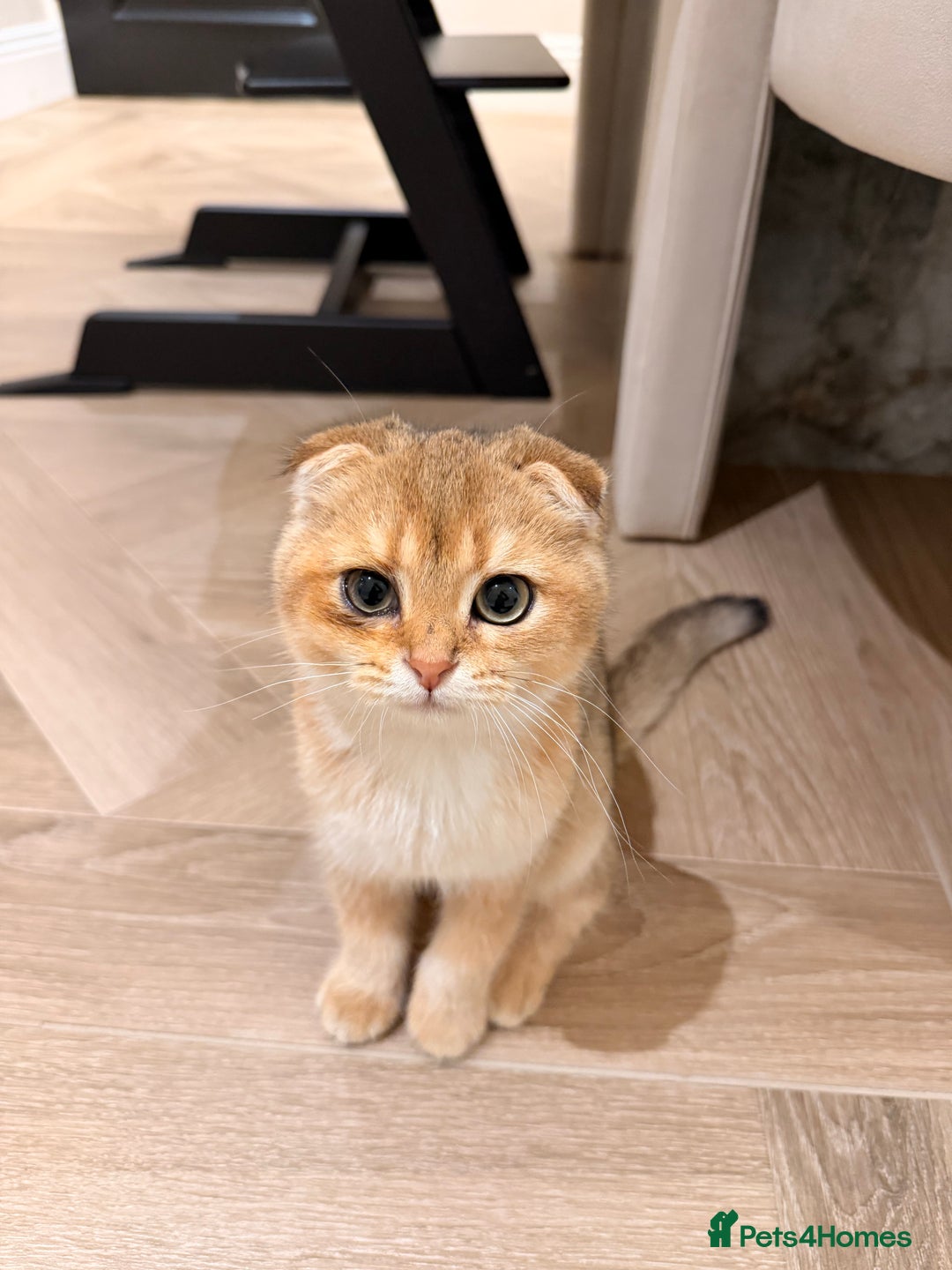 Scottish Fold cats for sale: Scottish fold - Image 1