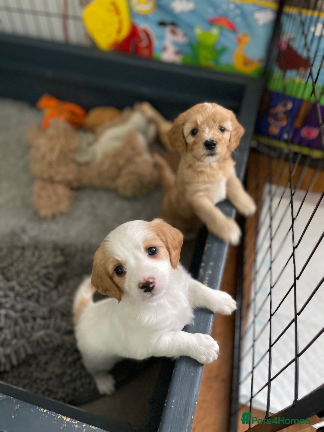 Mixed Breed dogs for sale: Beautiful Cavapoo puppies  - Image 1