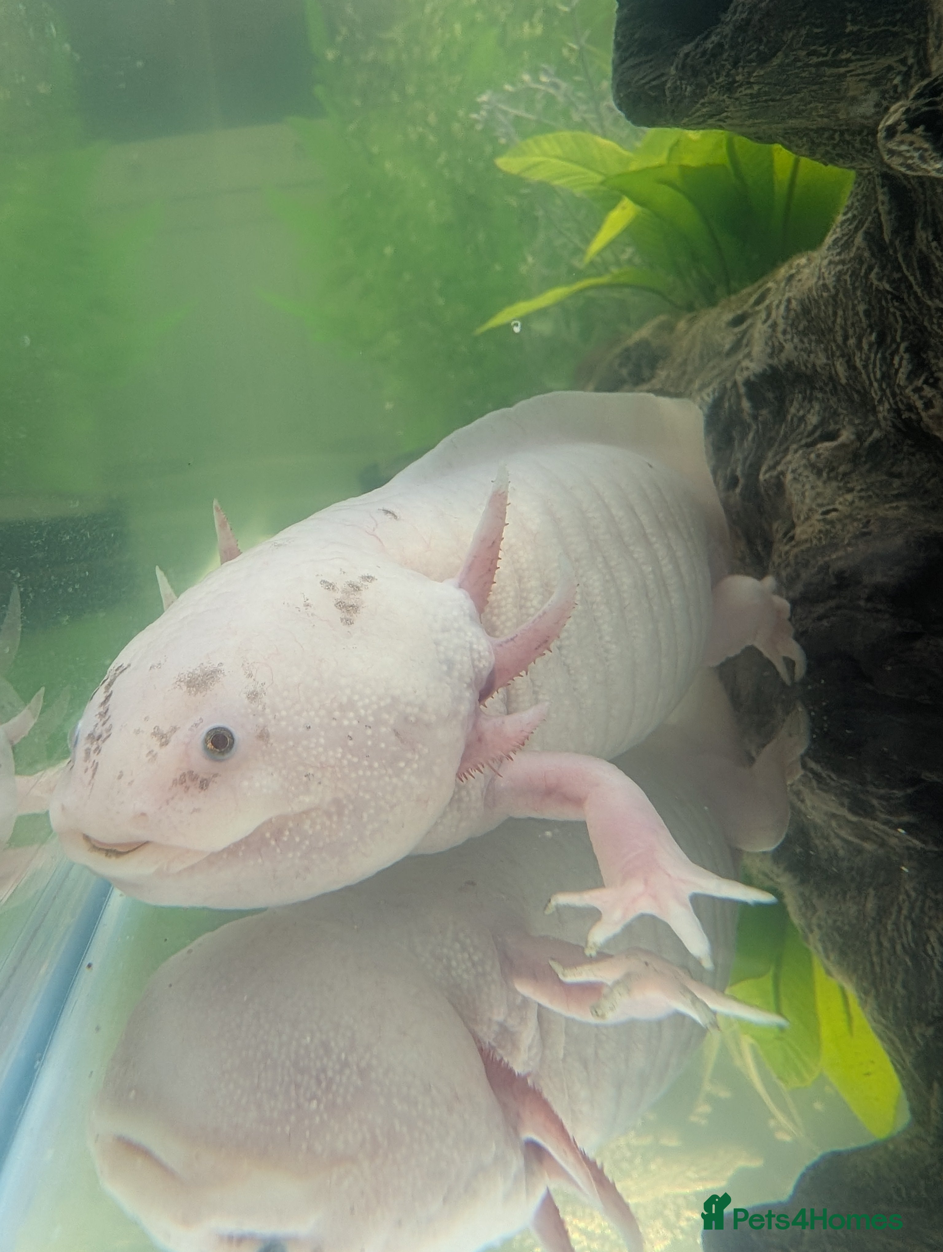 Axolotl reptiles Breeding male axolotl  - Advert 5