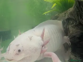 Axolotl reptiles Breeding male axolotl - Advert 5