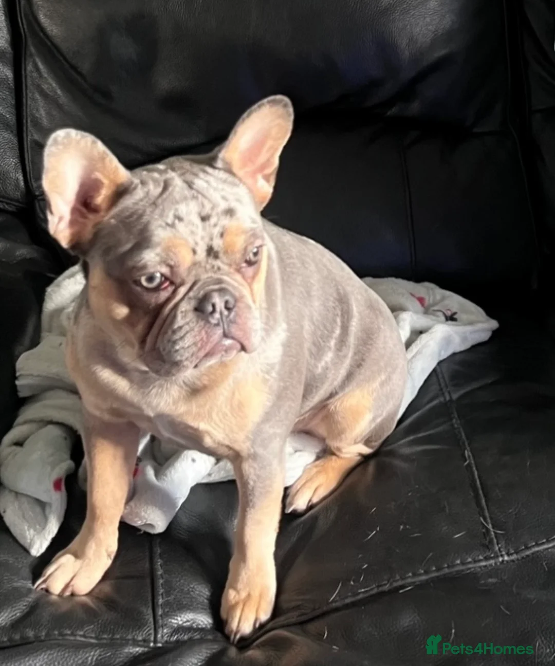 French Bulldog dogs for sale: French Bulldog Blue Merle Female Stunning Girl - Advert 3
