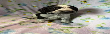 Black And White Merle Boy