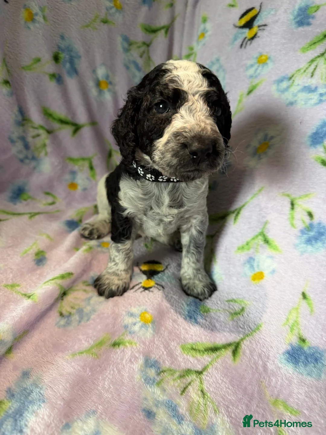 Cockapoo dogs for sale: Beautiful Litter of Merle Cockapoo Puppies - Advert 21