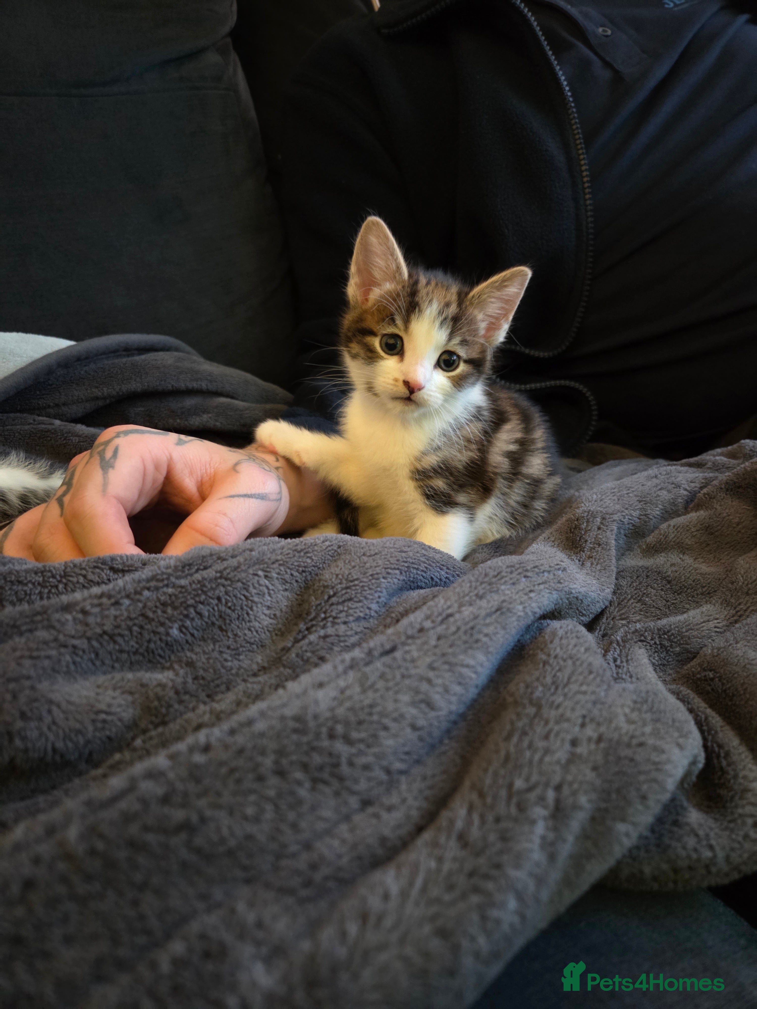 Mixed Breed cats 1 TABBY GIRL LEFT TO FIND HER FORVER HOME - Advert 13