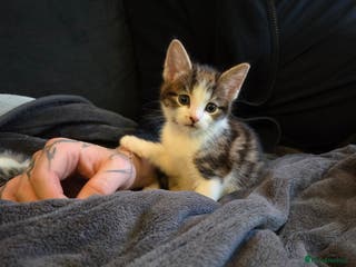 Mixed Breed cats 1 TABBY GIRL LEFT TO FIND HER FORVER HOME - Advert 13