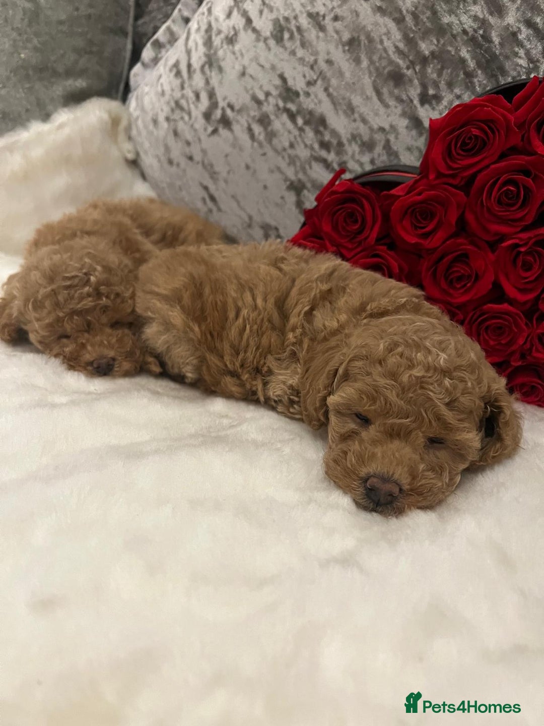 Cavapoo dogs for sale: Mixed litter ofBeautiful cavapoo  - Advert 16
