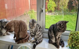 British Shorthair cats for sale: Lovely  British short hair kittens  - Image 2
