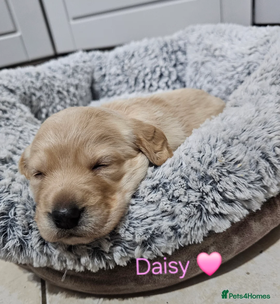 Cockerdor dogs for sale: The most loving Cockerdor/Spanador - Advert 18