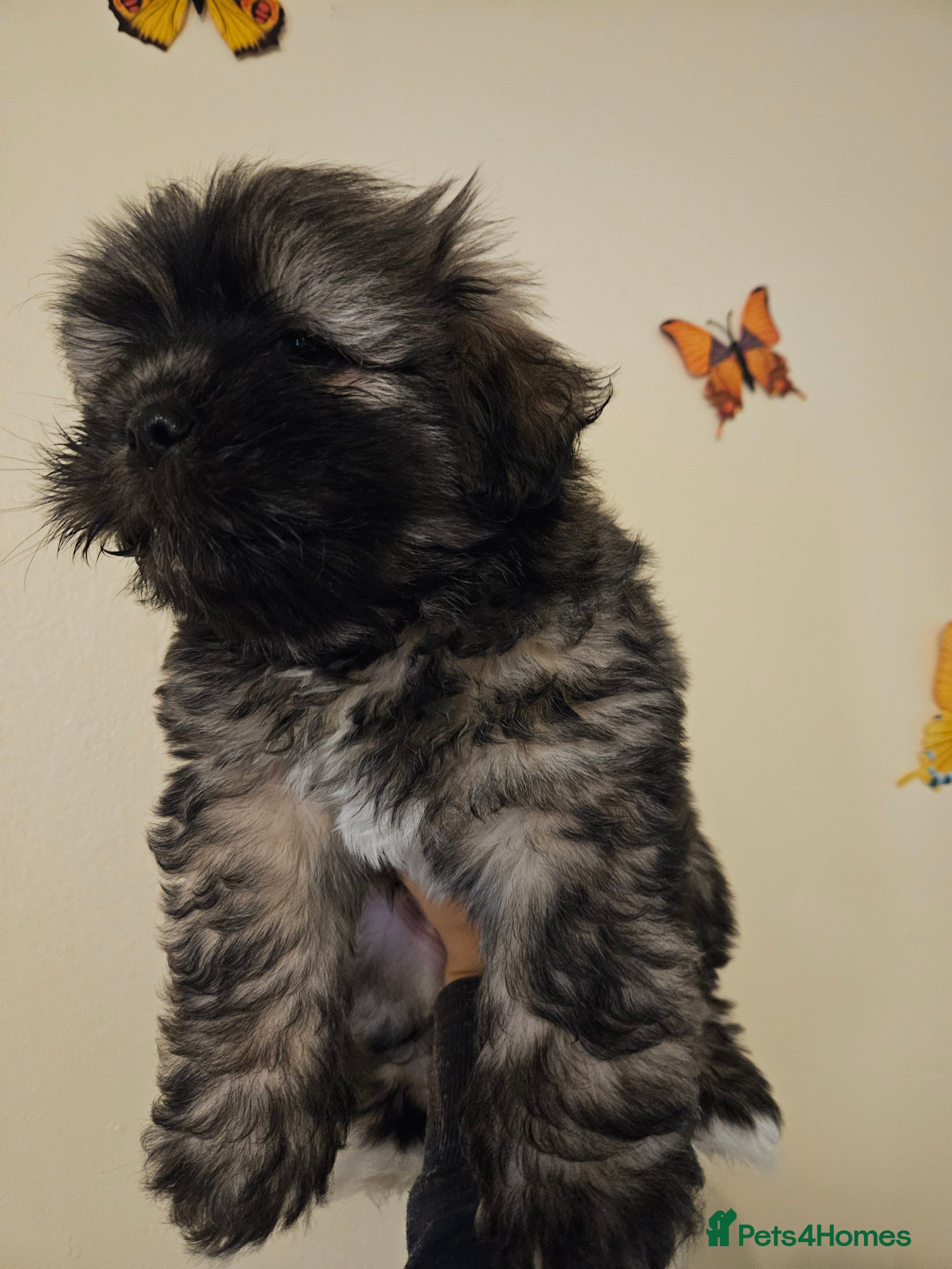 Lhasa Apso dogs Gorgeous 1 boy left - Advert 2