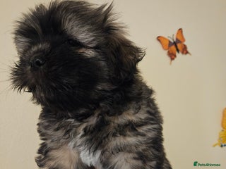 Lhasa Apso dogs Gorgeous 1 boy left - Advert 4