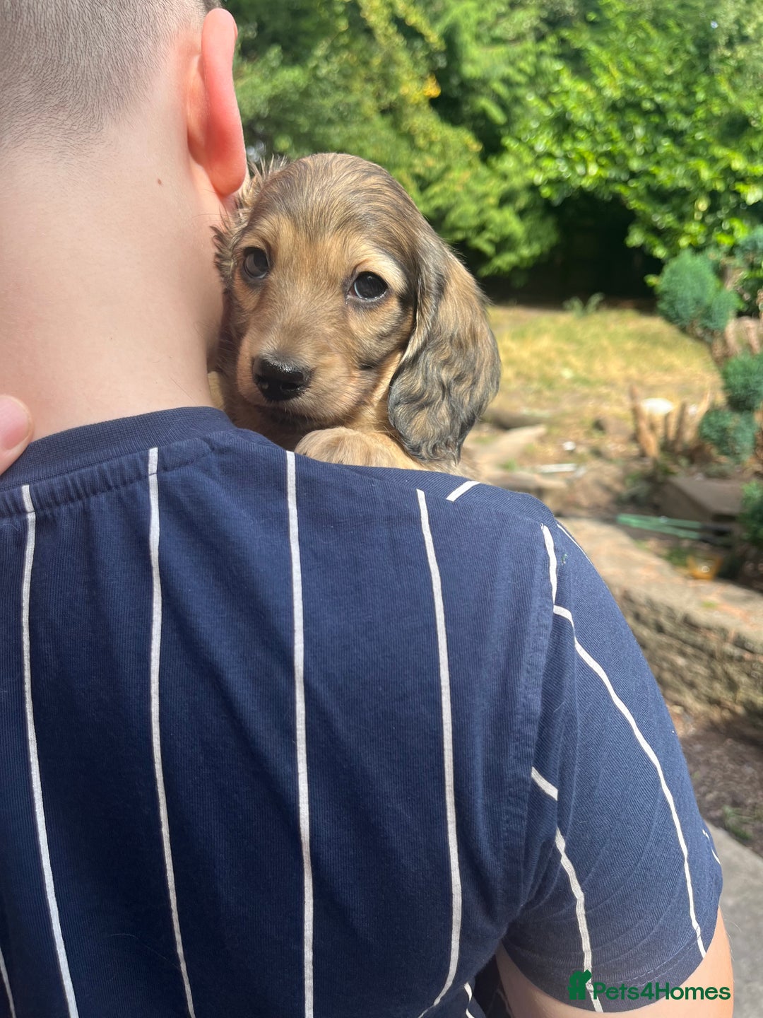 Miniature Dachshund dogs for sale: Highest quality champion line cream long haired  - Image 13
