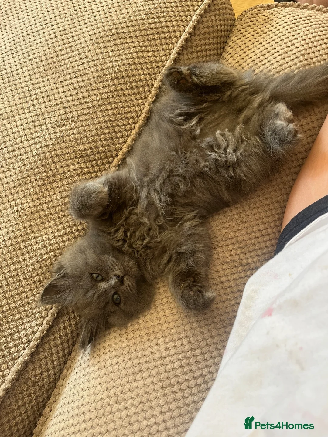 Mixed Breed cats for sale: Blue boy  - Advert 2