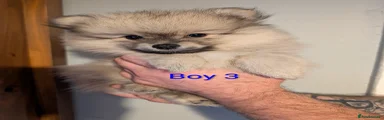 Boy 3 - Burrito