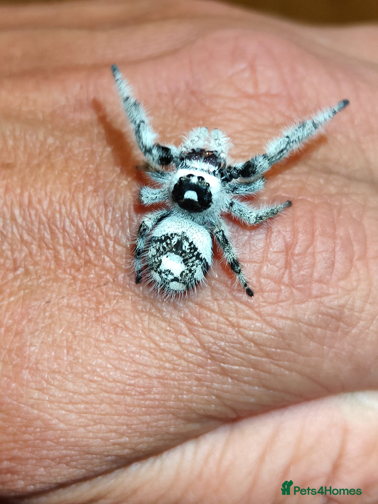 Spiders invertebrates Jumping spiders/Phidippus regius Bahamas White/ - Advert 8
